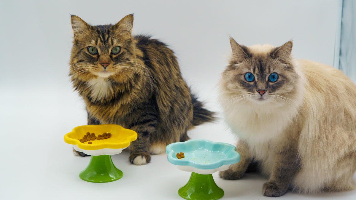 Elevated Ceramic Cat Flower Bowl
