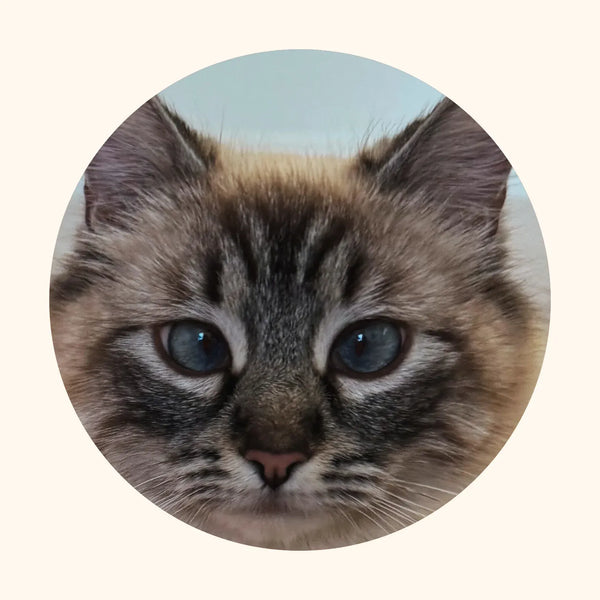 Photo of Umi