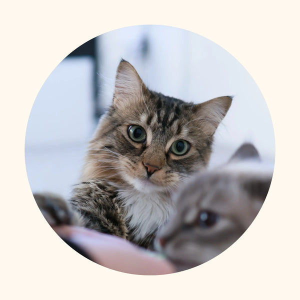 Photo of Chocopie